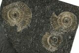 Fossil Ammonite (Dactylioceras) Cluster - Posidonia Shale, Germany #304965-1